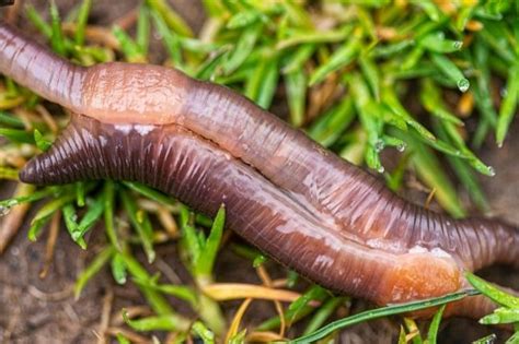 Are worms asexual?